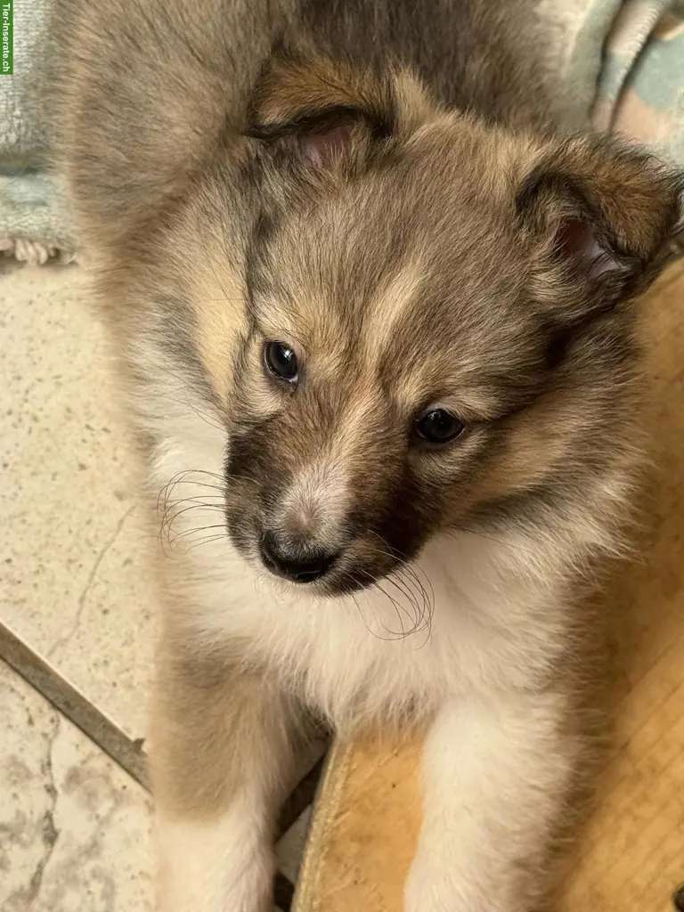 Süsse Sheltie Welpen suchen noch ihre Familien