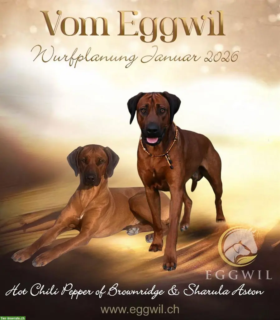 Rhodesian Ridgeback Welpen