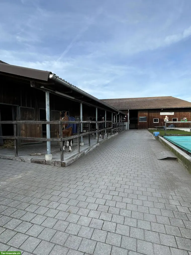 Stallmitarbeiter/in gesucht für Pferdestall im Kanton Aargau