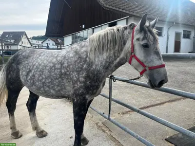 Wunderschöne Polnische Warmblut-Stute (5J.) sucht Für-immer-Zuhause