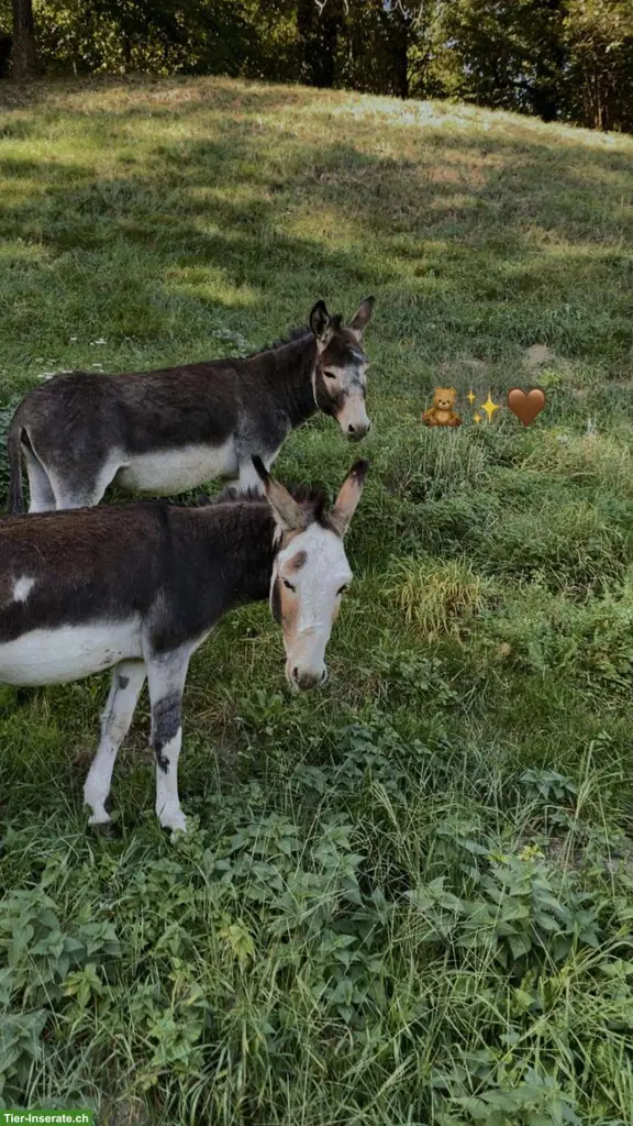 2 zahme Esel Hengste suchen liebes Zuhause