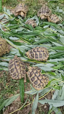 Testudo hermanni boettgeri (Griechische Landschildkröte)
