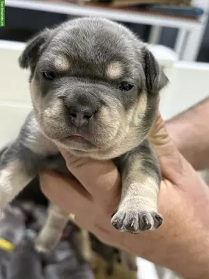 Französische Bulldoggen Welpen aus Schweizer Zucht