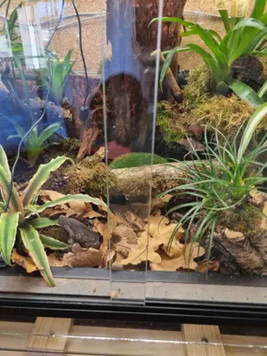 Terrarium