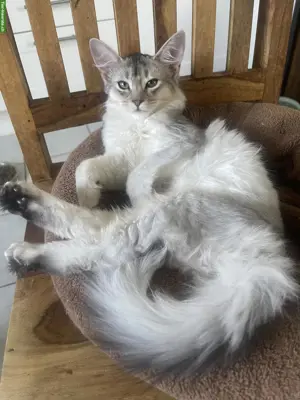 Somali Kitten mit Stammbaum