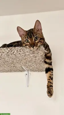Bengal Kitten sucht ein liebevolles Zuhause