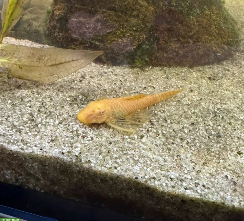 Albino Antennenwelse zu verkaufen