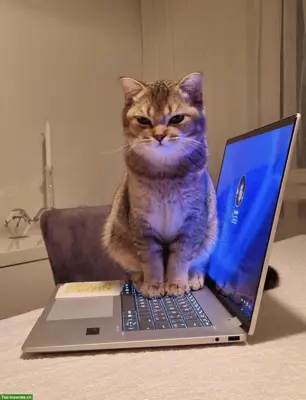Wunderschöner British Shorthair Deckkater sucht Katzendamen