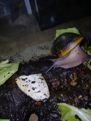 Achatschnecken Rhodostoma Benin