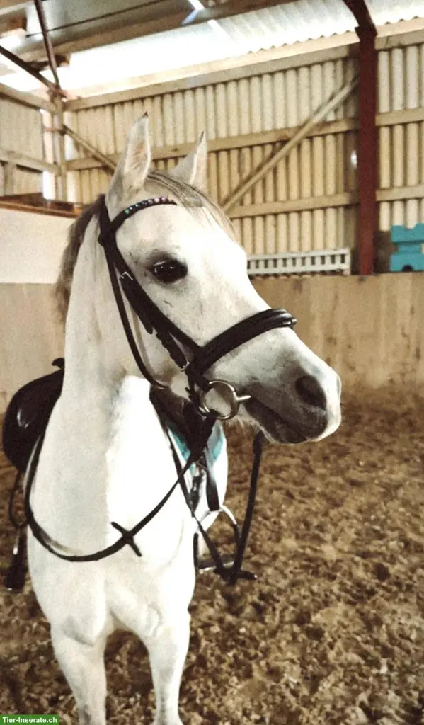 Süsse Pony Stute in weiss, 9-jährig, 127cm gross