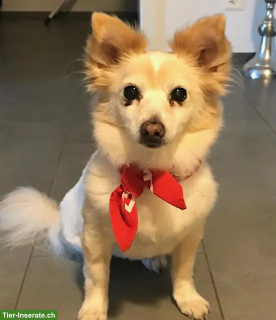 Mischlingshündin Jessy sucht liebevolle Familie