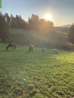Reit- und Pflegebeteiligungen (Pferde & Ponys)