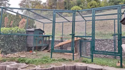 ca. 4 Monate alte Zwergkaninchen abzugeben