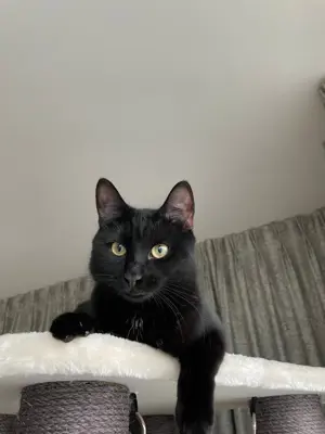 Verschmuste Katze Starry sucht ein neues Zuhause❤️