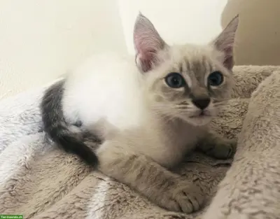 2 Siamkätzchen: 1 Männchen und 1 Weibchen "Blue Tabby Point"