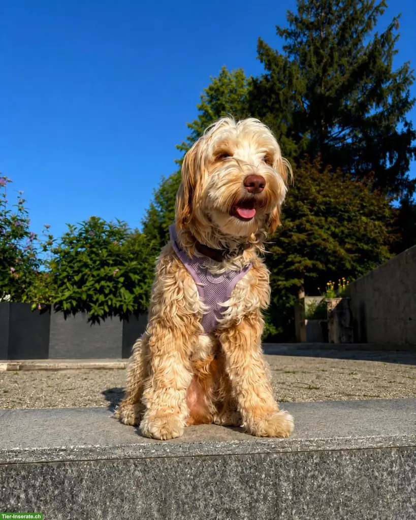 Home Guardian gesucht für Australian-Labradoodle-Hündin