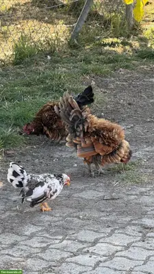 Farbige Strupphühner: 2 Hähne abzugeben