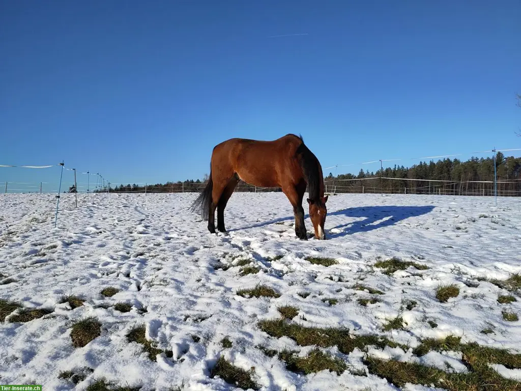 Spazieren Wangen/Dübendorf inkl. Bodenarbeit & Option Reitstunden