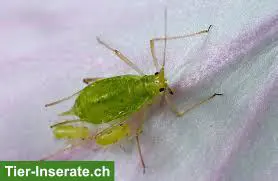 Suche lebende Erbsenblattläuse (Acyrthosiphon pisum) als Futtertiere