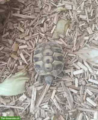 Junge Griechische Landschildkröten Ladys zu verkaufen