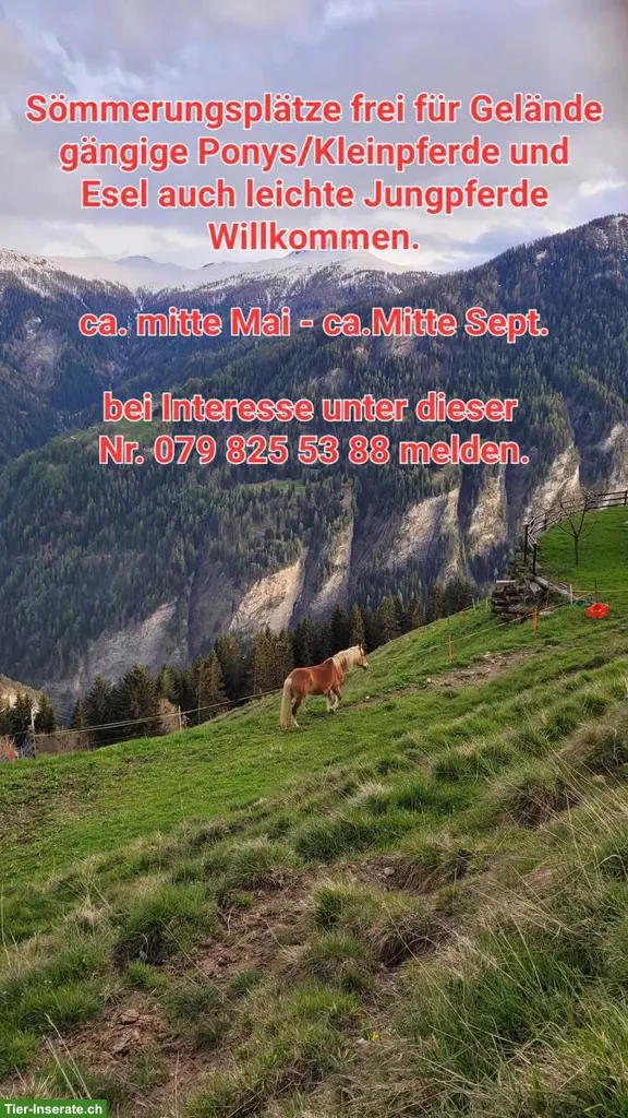 Sömmerungsplätze frei Nahe Lenzerheide GR