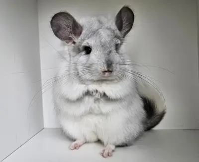 Chinchillas in Kurz- und Langhaar suchen neuen Wirkungskreis