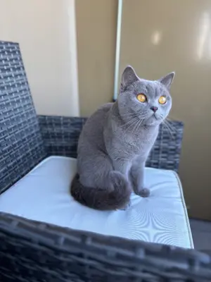Suche BKH Deckkater