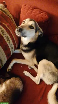 Unser Rüde Yuri sucht ein schönes Zuhause