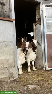 9 Burenziegen (weiblich) günstig abzugeben