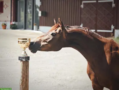 Schönstes Sportpony der Welt sucht feinfühlige Pflegebeteiligung