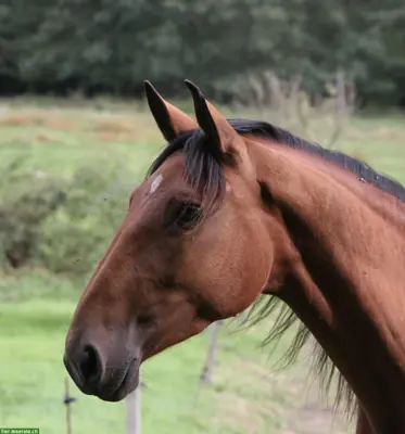 Lusitano Zuchtstute mit APSL-Papieren