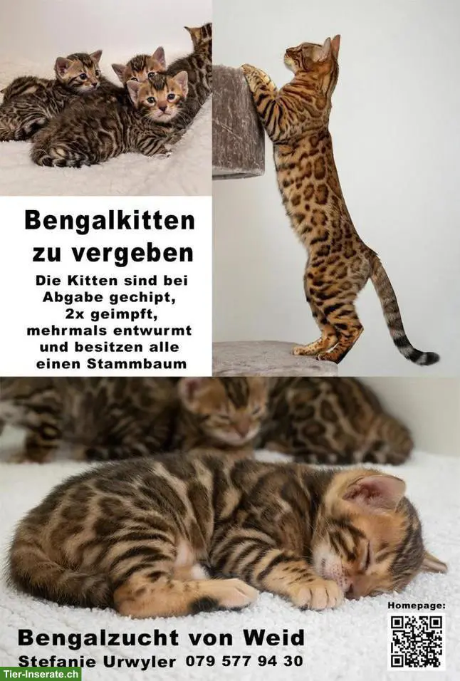Bengalkitten aus einer Bengalzucht zu vergeben