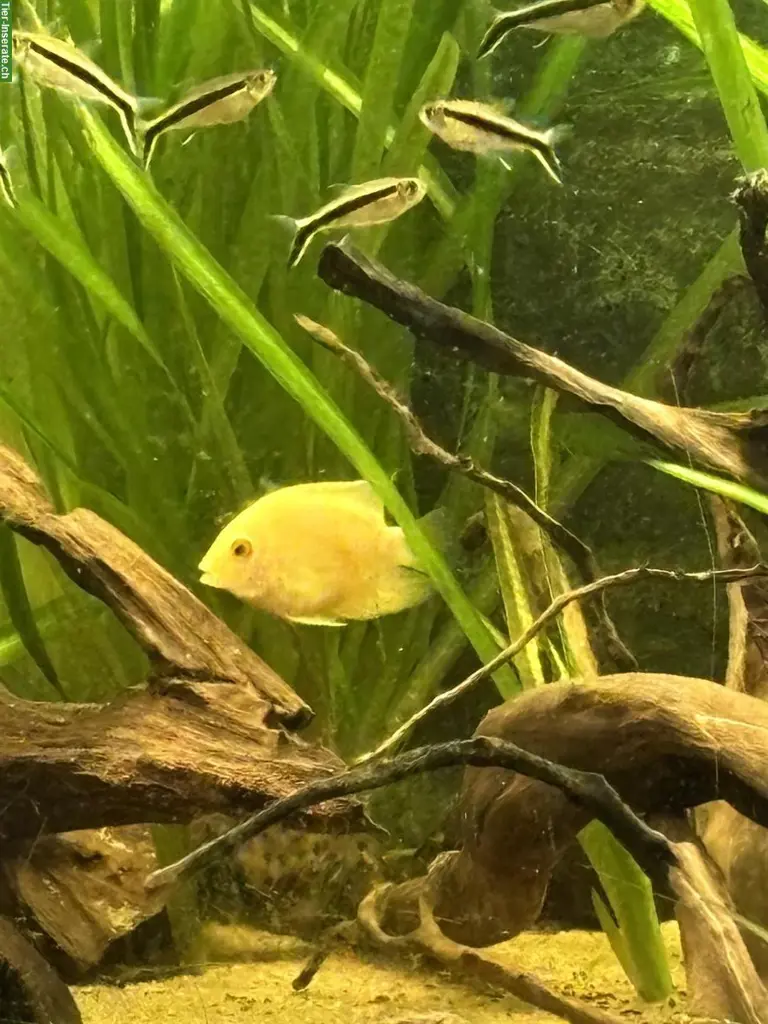 Augenfleckbuntbarsch (Heros severus) Weibchen