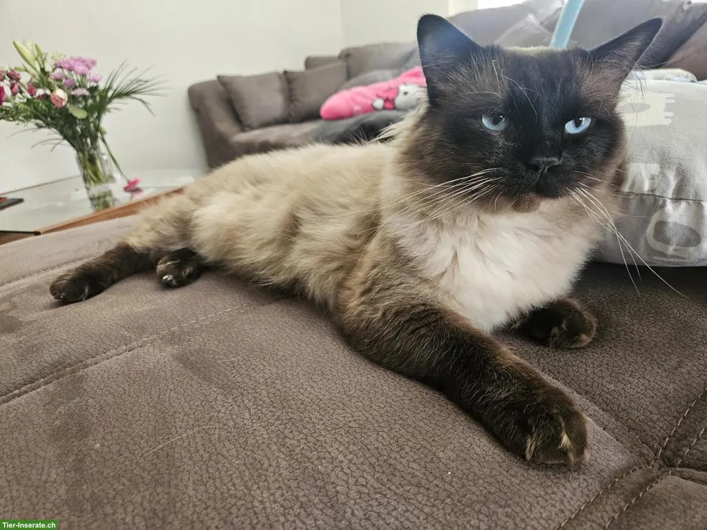 Deckkater Heilige Birma / Siam