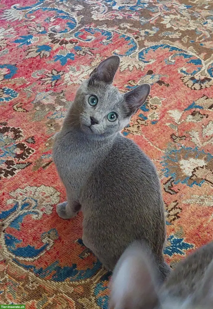 Kitten Russisch Blau und Weiss mit Stammbaum