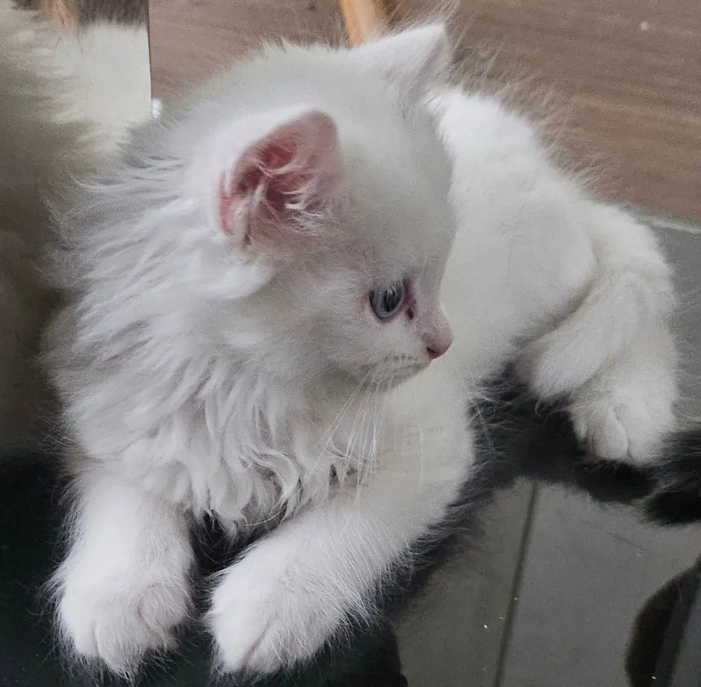 Wunderschöner schneeweisser Kater mit strahlend