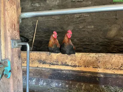 Schöne junge Marans Hähne