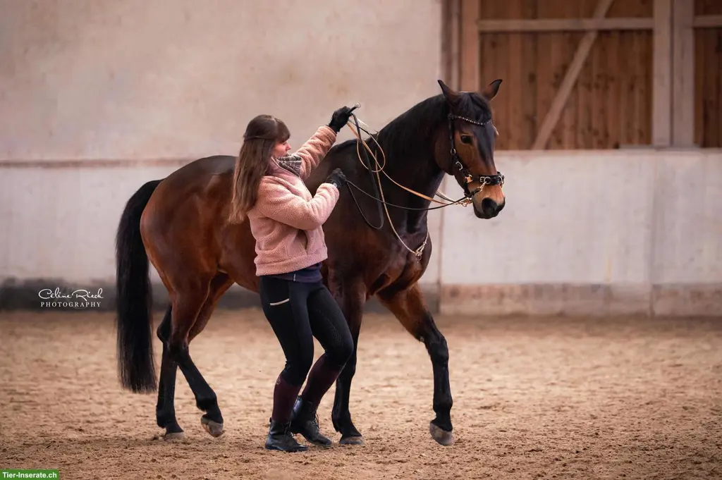 Mobiler Reitunterricht nach akademischer Reitkunst