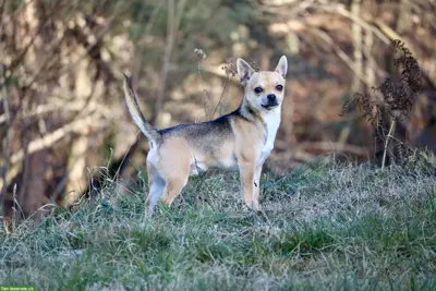 Kurzhaar Chihuahua Welpen aus CH Zuchtstätte