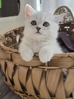 Zauberhafte BKH, BLH Kitten Silver-Chinchilla