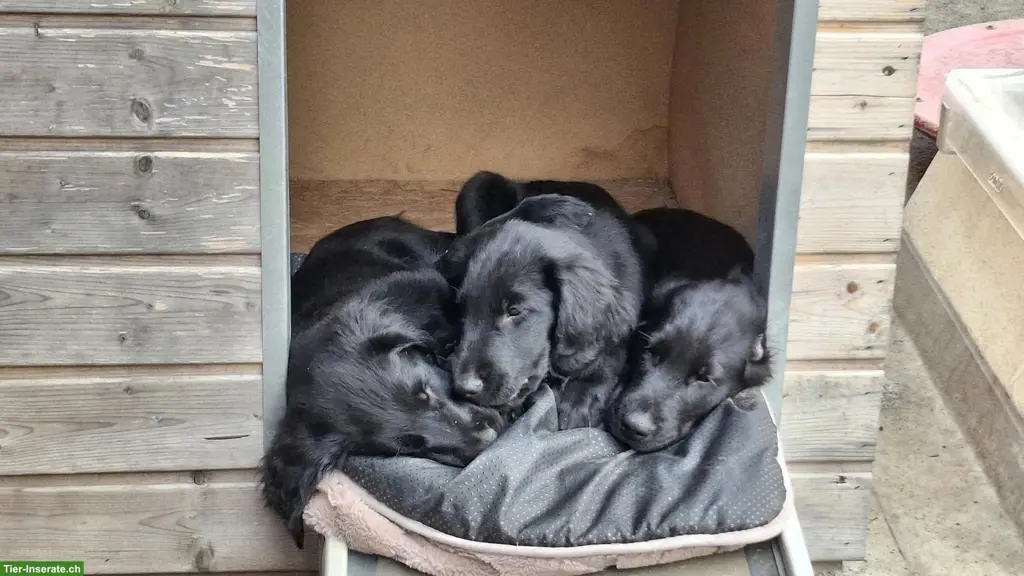 Flat Coated Retriever Welpen, Hündin und Rüden