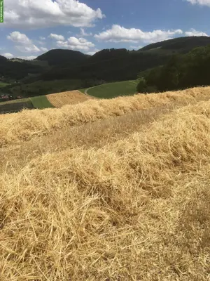 Weizen-Stroh in Kleinballen zu verkaufen