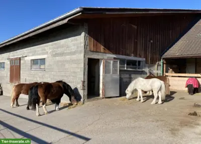 Offenstallplatz für Pony/Shetty in Anetswil TG