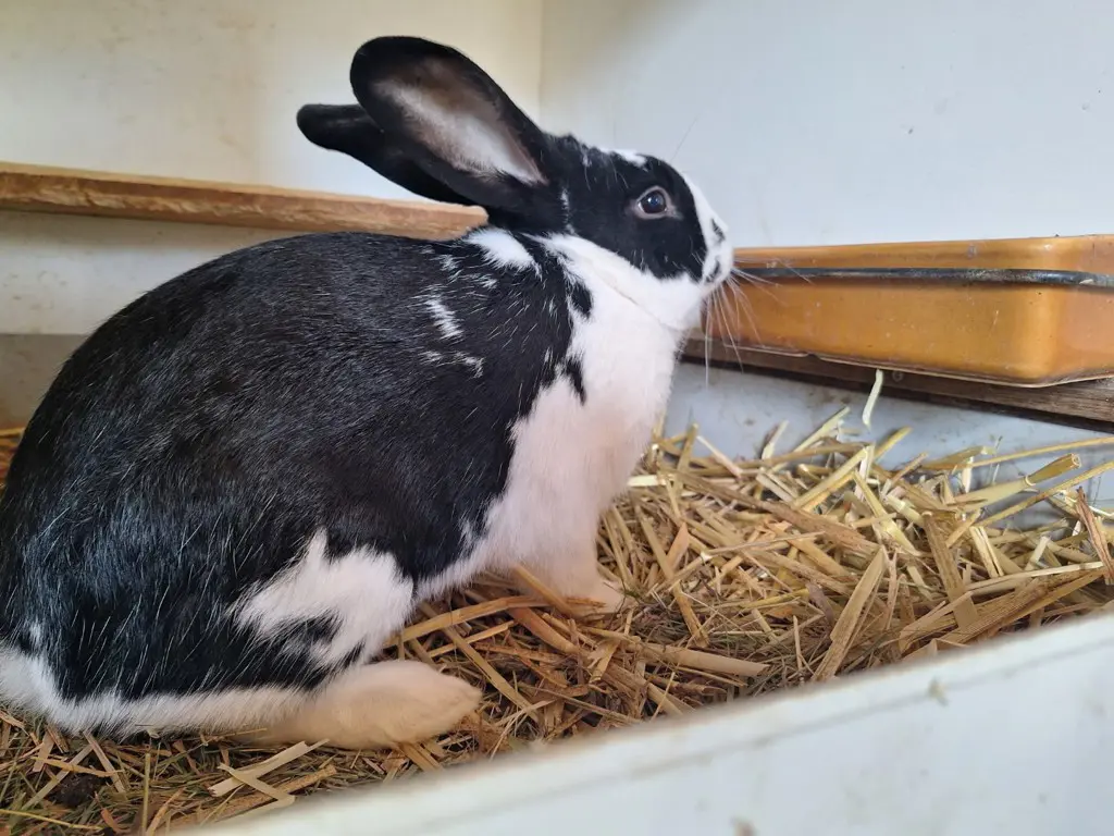 21 Wochen gr.Kaninchen rasse
