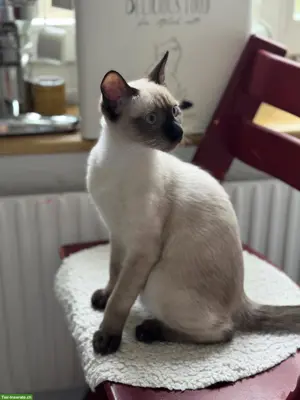Junger Siam Kater 4 Monaten alt
