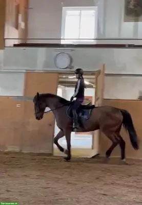 Wir suchen eine Reitbeteiligung in der Nähe von Zürich