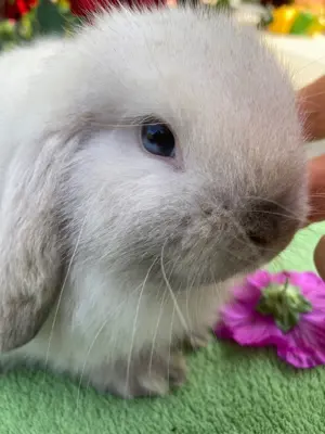 Herzige, junge Minilop x Hollandlop Zwergwidder