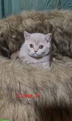 Reinrassige British Shorthair (BKH) Kitten suchen neues Zuhause