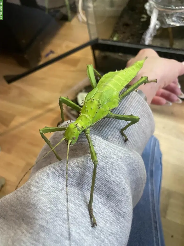 Heteropteryx Dilatata Babys abzugeben