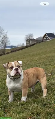 Bulldog Rüde Brutus sucht eine neue Zuhause